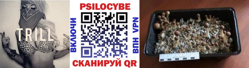 Галлюциногенные грибы Psilocybe  Купить закладки  Бирск 