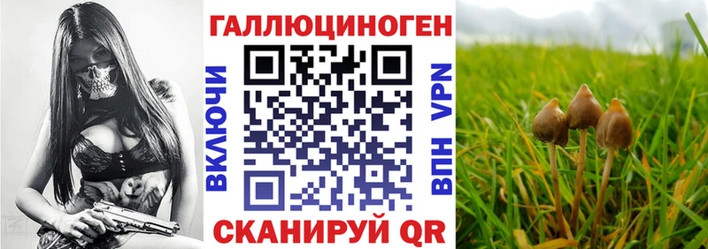 Галлюциногенные грибы Psilocybe Бирск